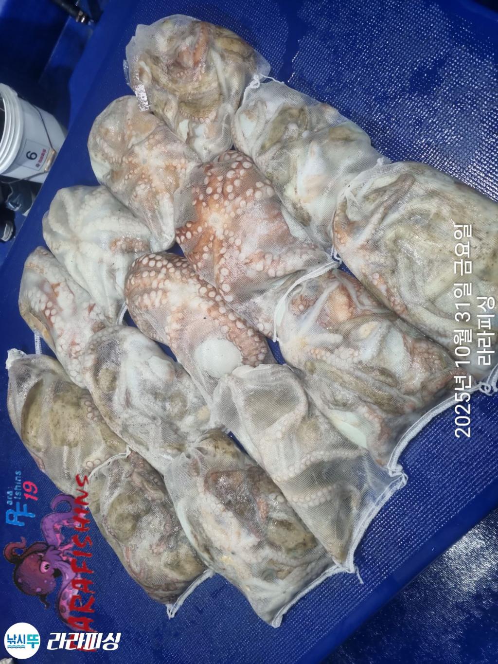 낚시뚜,돌문어,속천항(진해),라라피싱,낚시뚜19