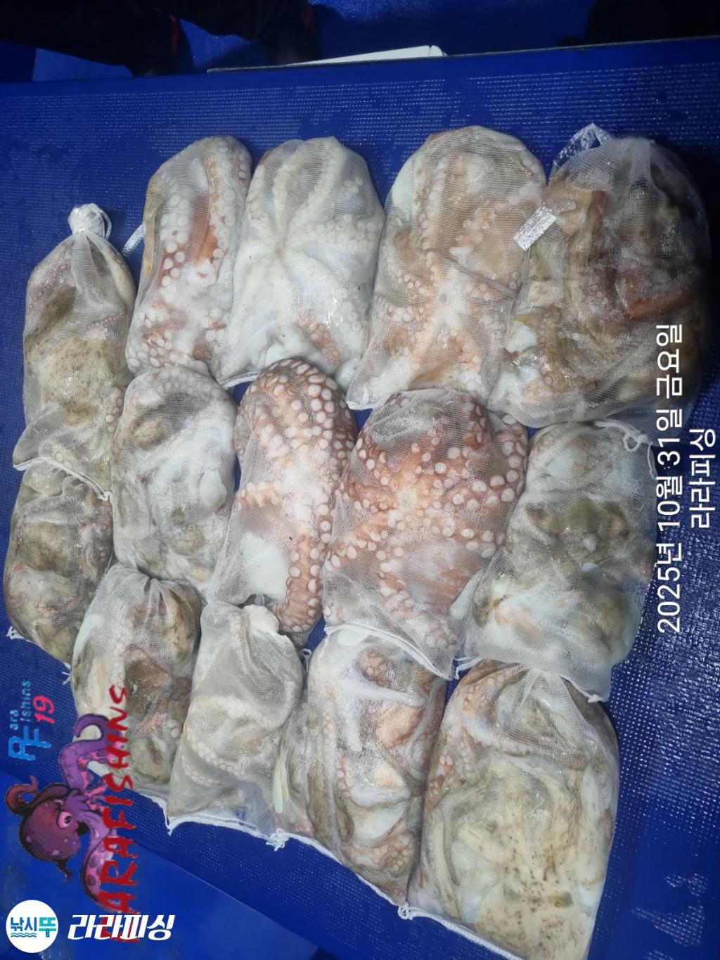 낚시뚜,돌문어,속천항(진해),라라피싱,낚시뚜17