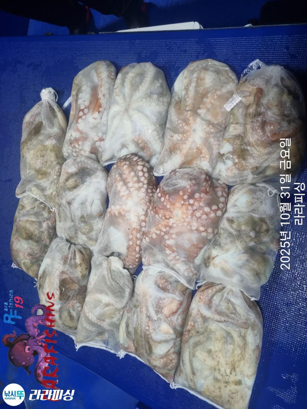 낚시뚜,돌문어,속천항(진해),라라피싱,낚시뚜16