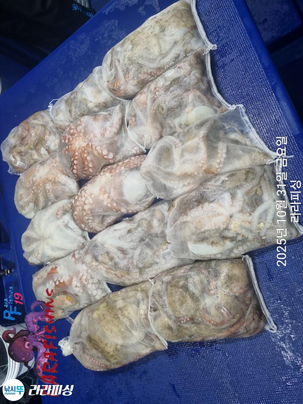 낚시뚜,돌문어,속천항(진해),라라피싱,낚시뚜15