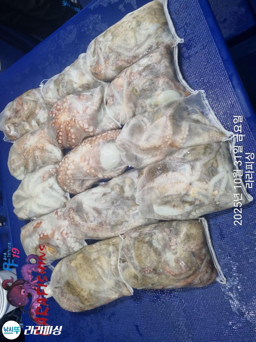 낚시뚜,돌문어,속천항(진해),라라피싱,낚시뚜14