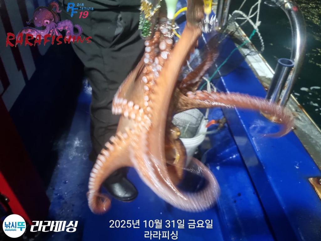 낚시뚜,돌문어,속천항(진해),라라피싱,낚시뚜10