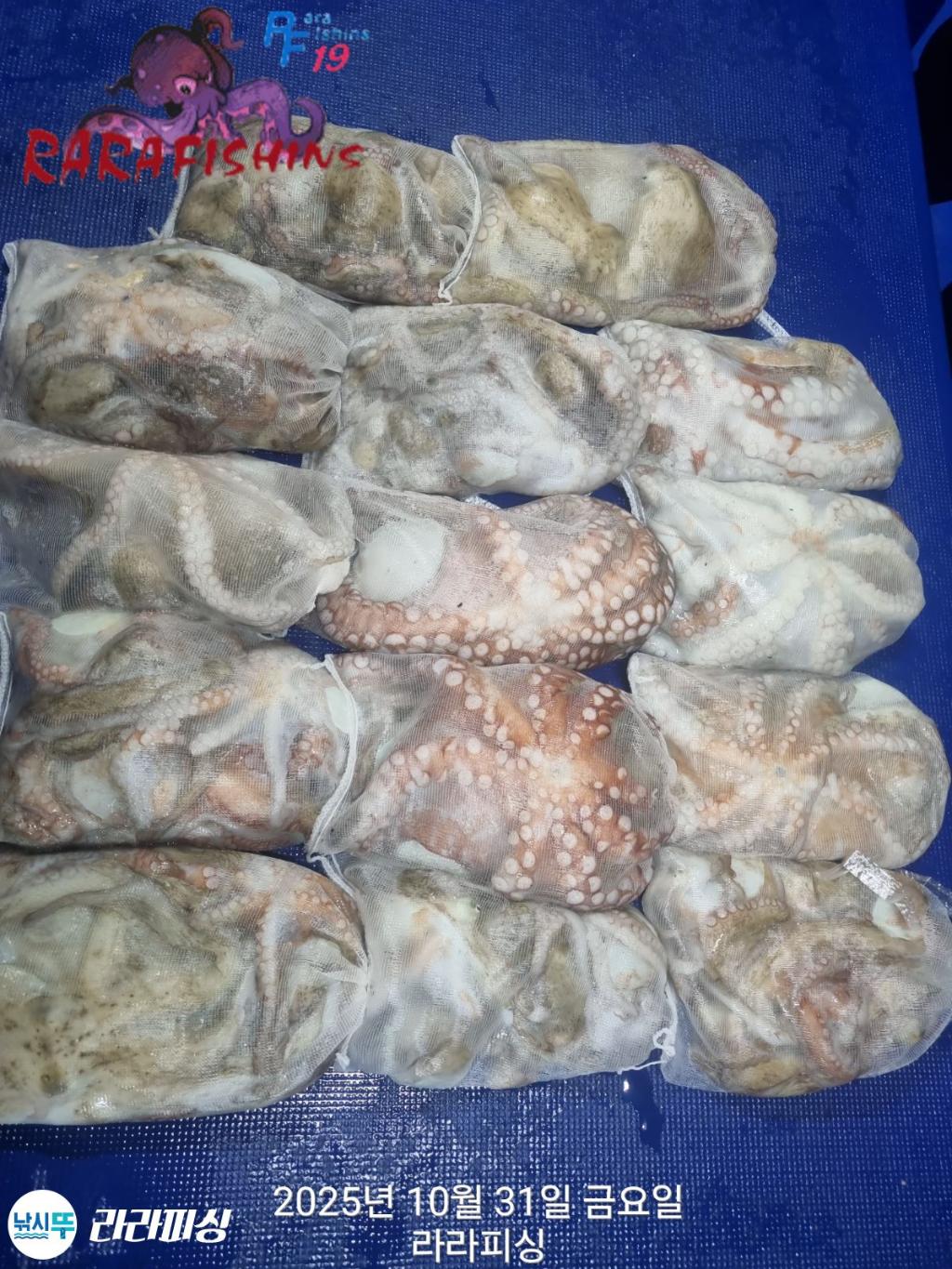 낚시뚜,돌문어,속천항(진해),라라피싱,낚시뚜0