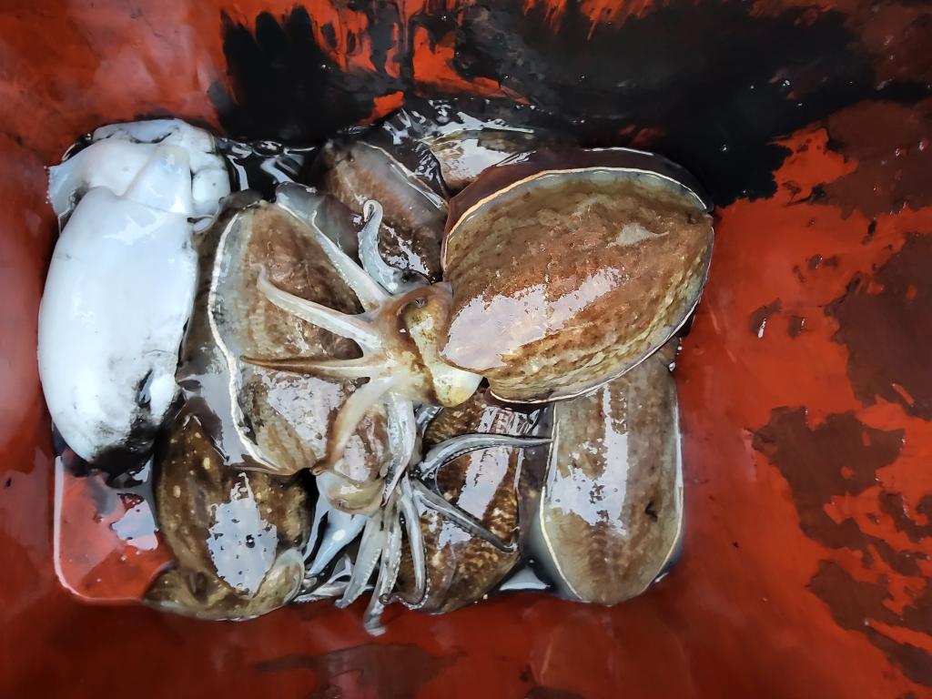 낚시뚜,쭈꾸미,오천항,푸르러호(뉴해양호),낚시뚜0