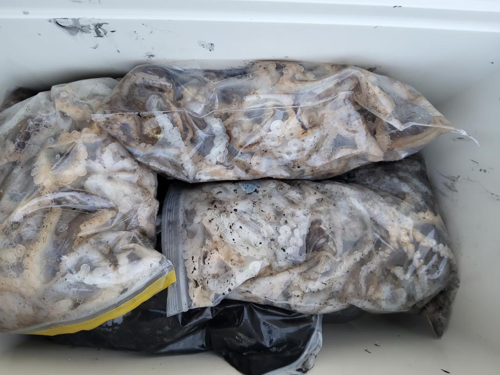 낚시뚜,쭈꾸미,오천항,푸르러호(뉴해양호),낚시뚜1