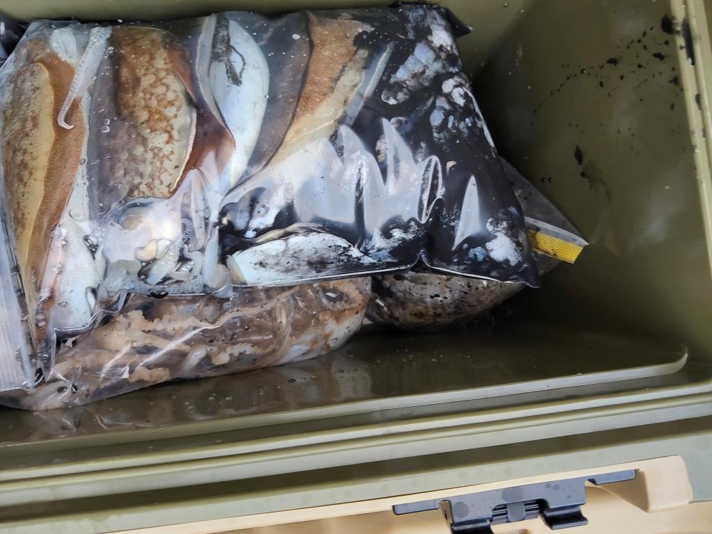 낚시뚜,쭈꾸미,오천항,푸르러호(뉴해양호),낚시뚜3