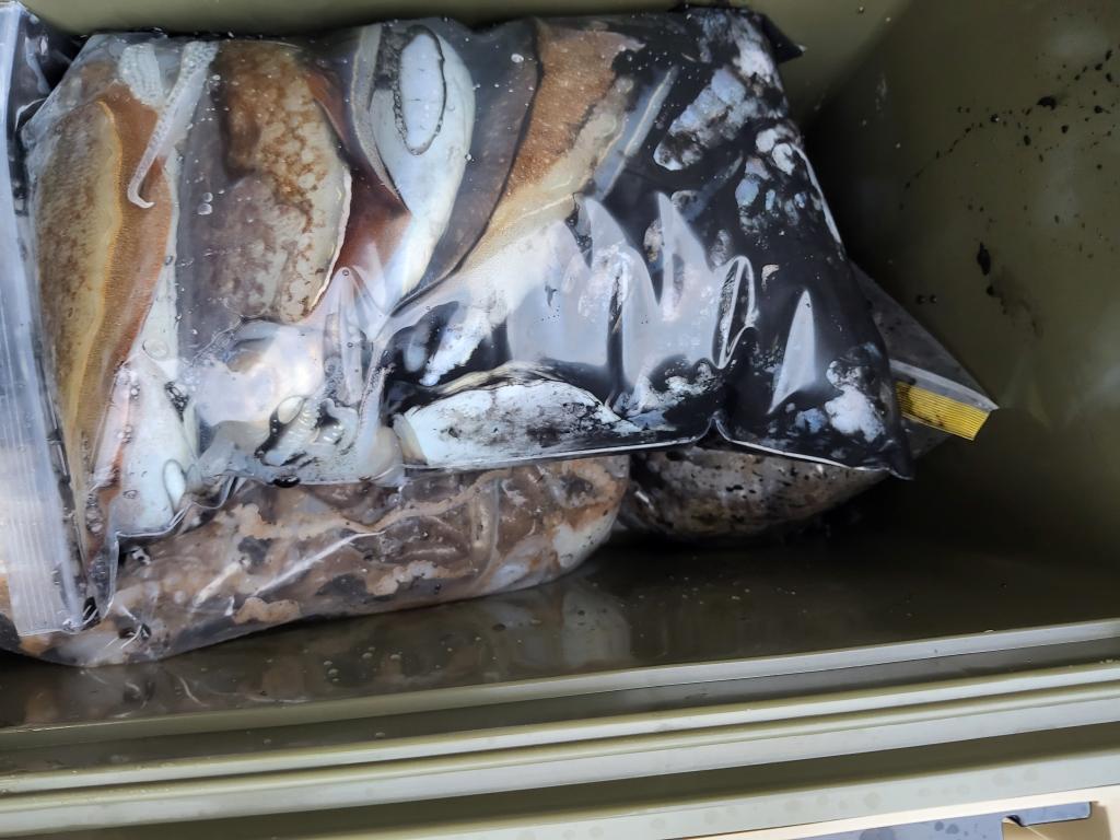 낚시뚜,쭈꾸미,오천항,푸르러호(뉴해양호),낚시뚜4