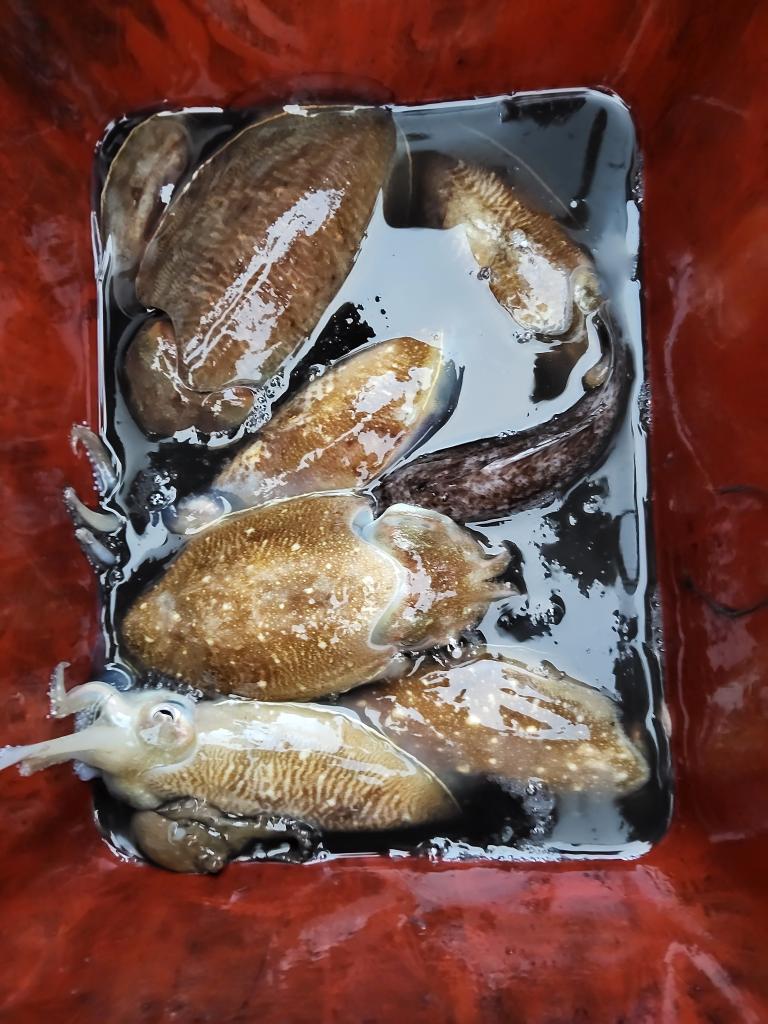 낚시뚜,쭈꾸미,오천항,푸르러호(뉴해양호),낚시뚜5