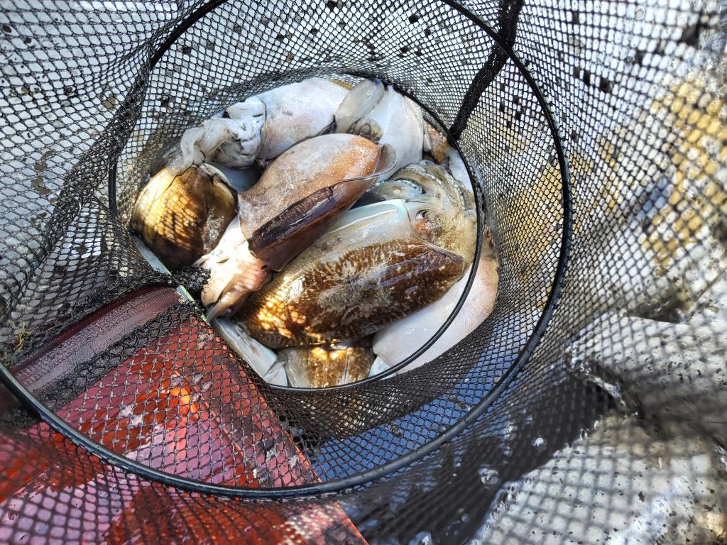 낚시뚜,쭈꾸미,오천항,푸르러호(뉴해양호),낚시뚜8