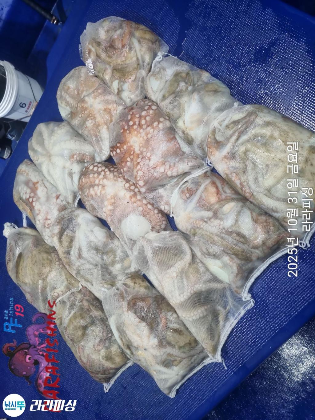 낚시뚜,돌문어,속천항(진해),라라피싱,낚시뚜16