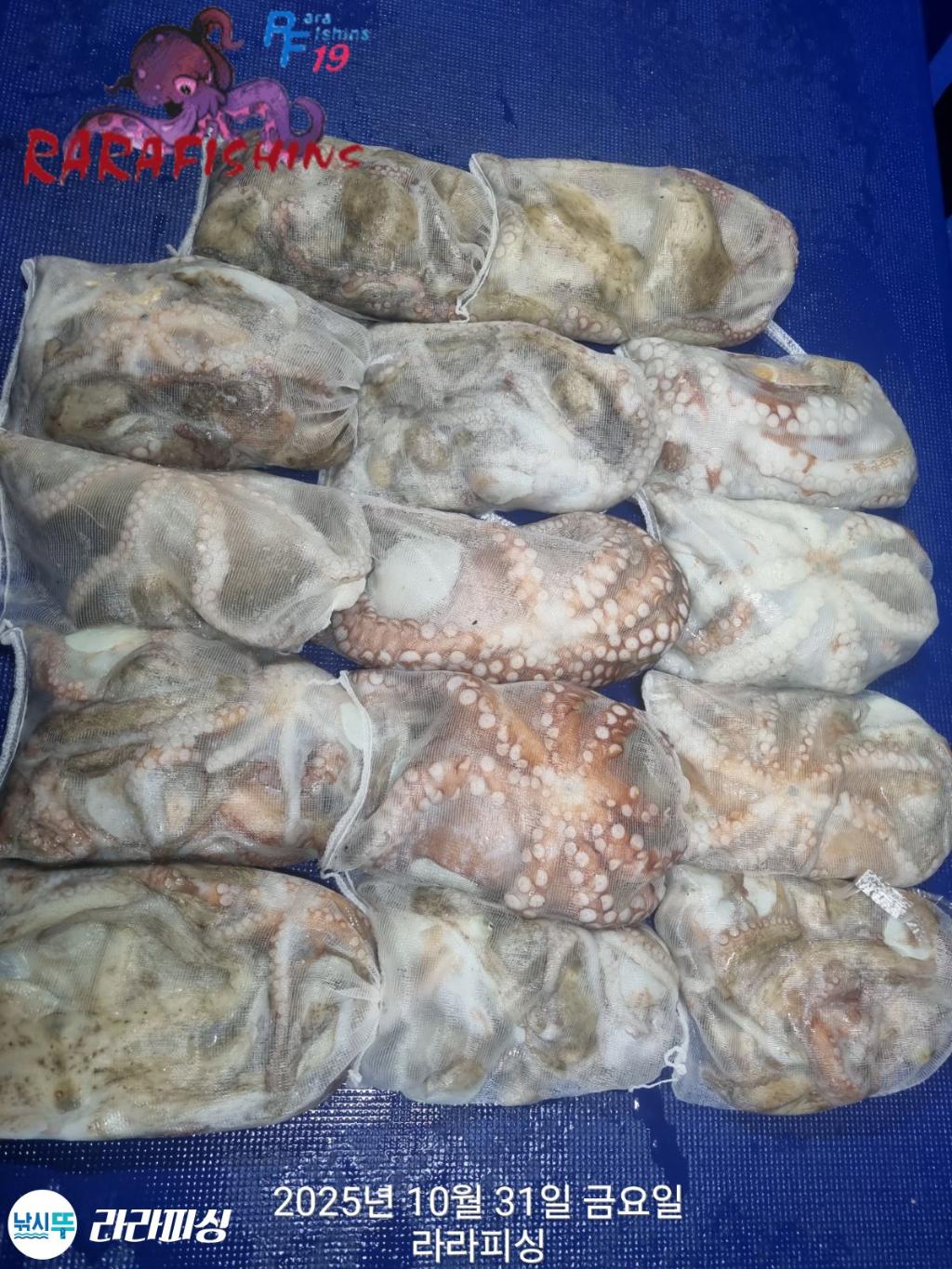 낚시뚜,돌문어,속천항(진해),라라피싱,낚시뚜14