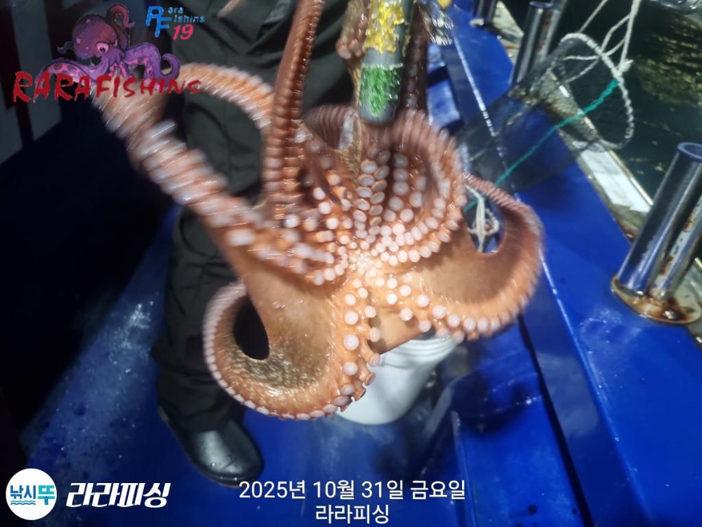 낚시뚜,돌문어,속천항(진해),라라피싱,낚시뚜9