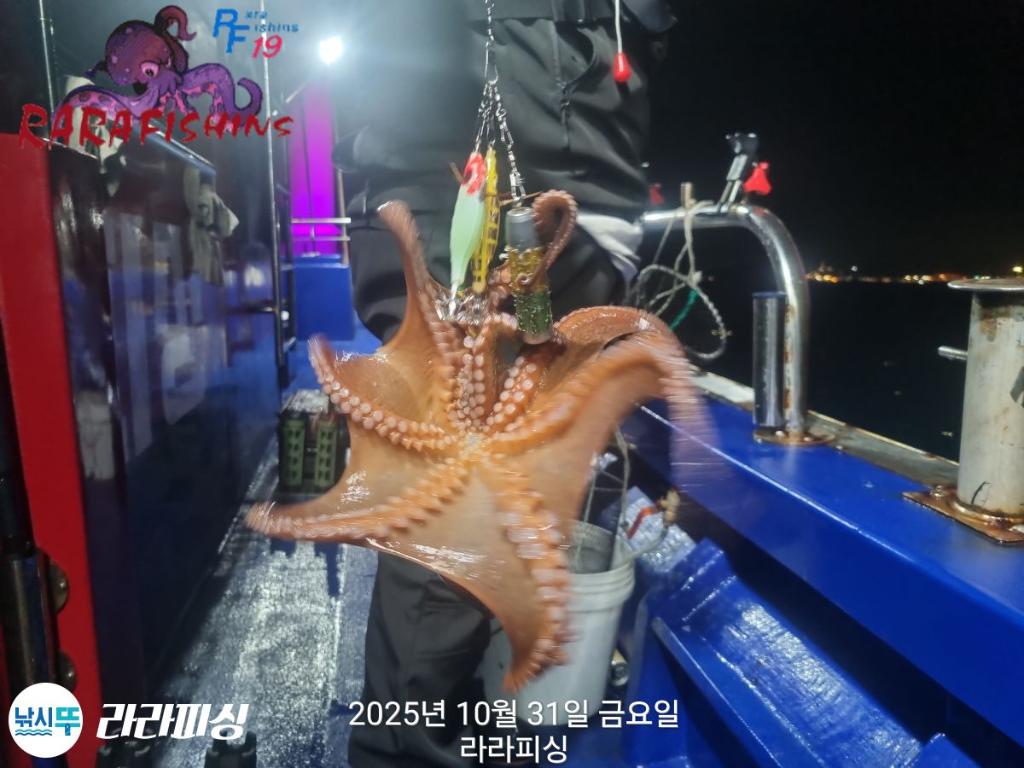 낚시뚜,돌문어,속천항(진해),라라피싱,낚시뚜6