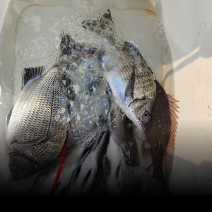 조황, 실전낚시 11월1일  감성돔 참돔 돌돔 다녀왔습니다 