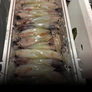 조황, 한치 터진다!! 쿨러만땅!~130수이상~(월.수.목.금.예약가능)