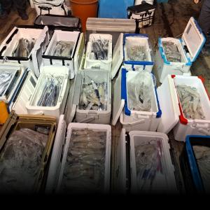 조황, 한치 터진다!! 쿨러만땅!~130수이상~(수.목.금..예약가능)