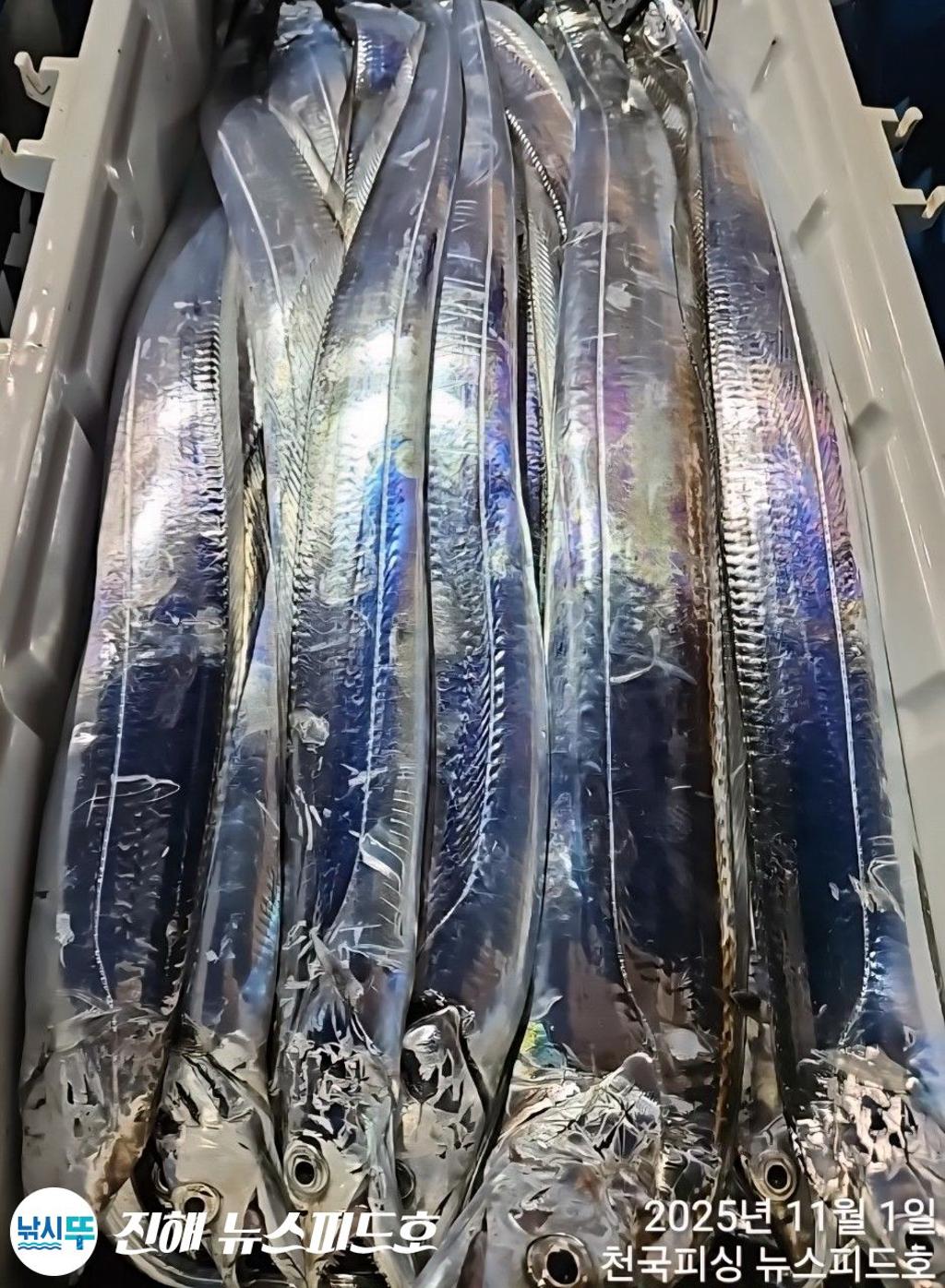 낚시뚜,갈치,진해행암항,진해 뉴스피드호,낚시뚜18