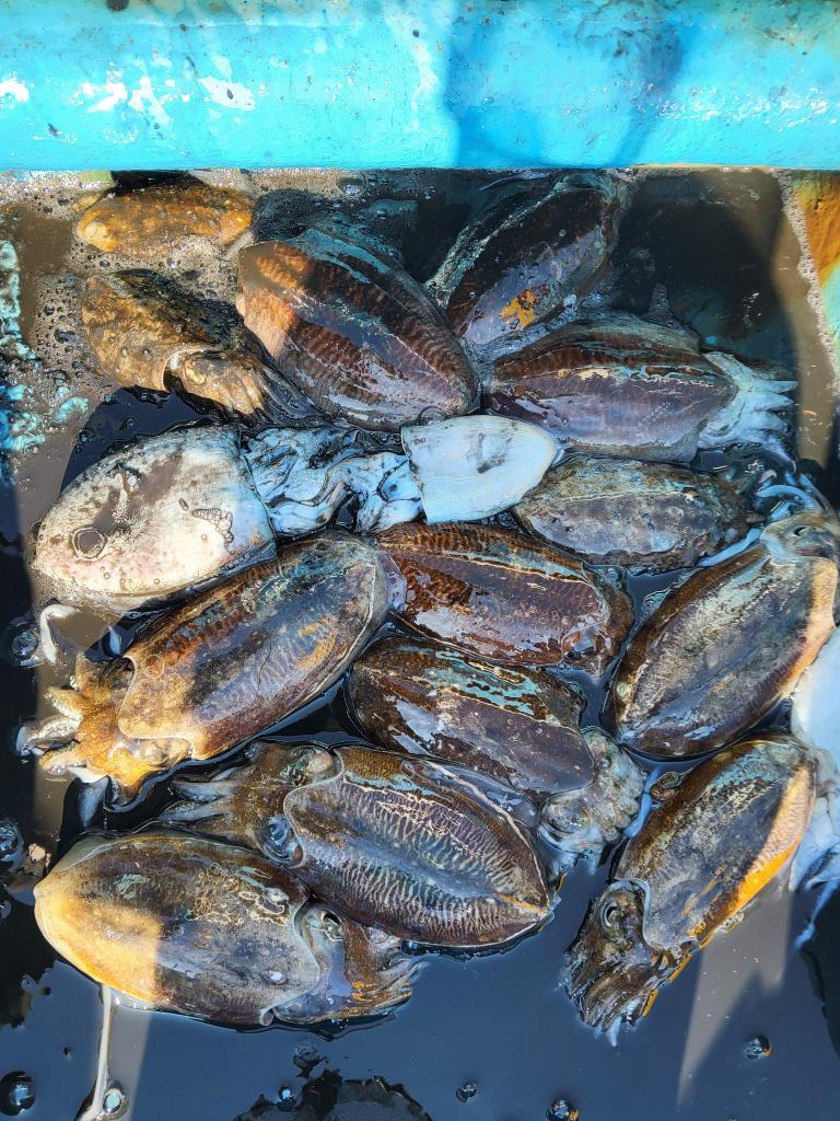 낚시뚜,갑오징어,오천항,푸르러호(뉴해양호),낚시뚜1