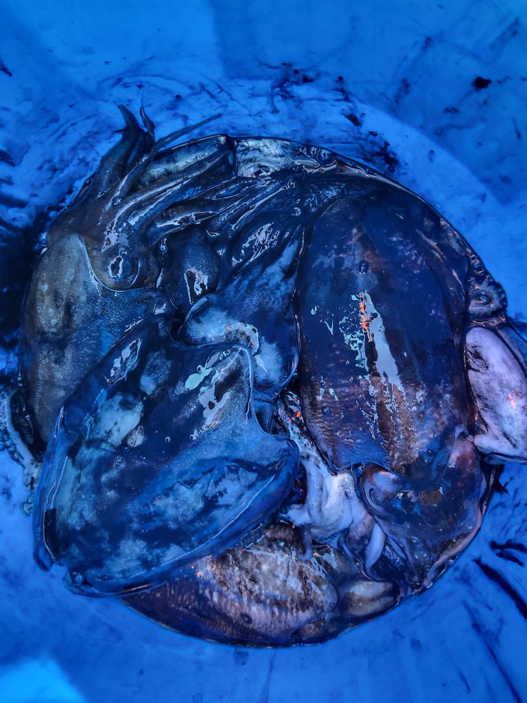 낚시뚜,갑오징어,오천항,푸르러호(뉴해양호),낚시뚜2