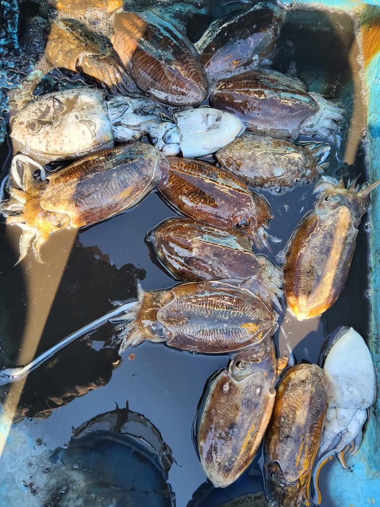 낚시뚜,갑오징어,오천항,푸르러호(뉴해양호),낚시뚜6