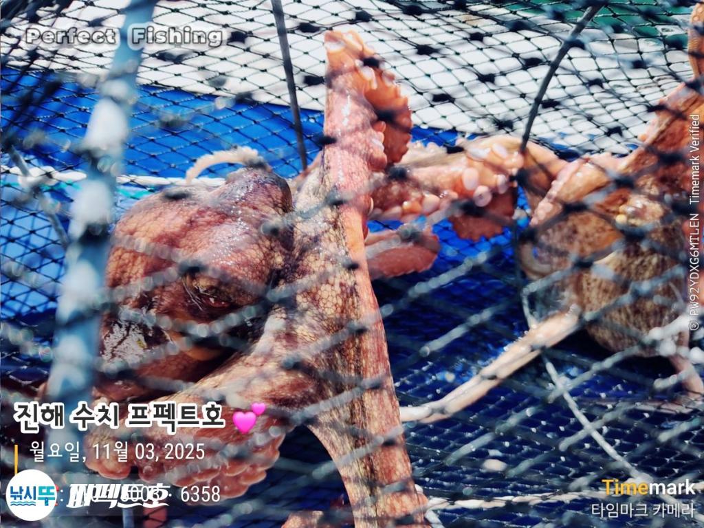 낚시뚜,돌문어,진해 수치마을 방파제,퍼펙트호,낚시뚜21