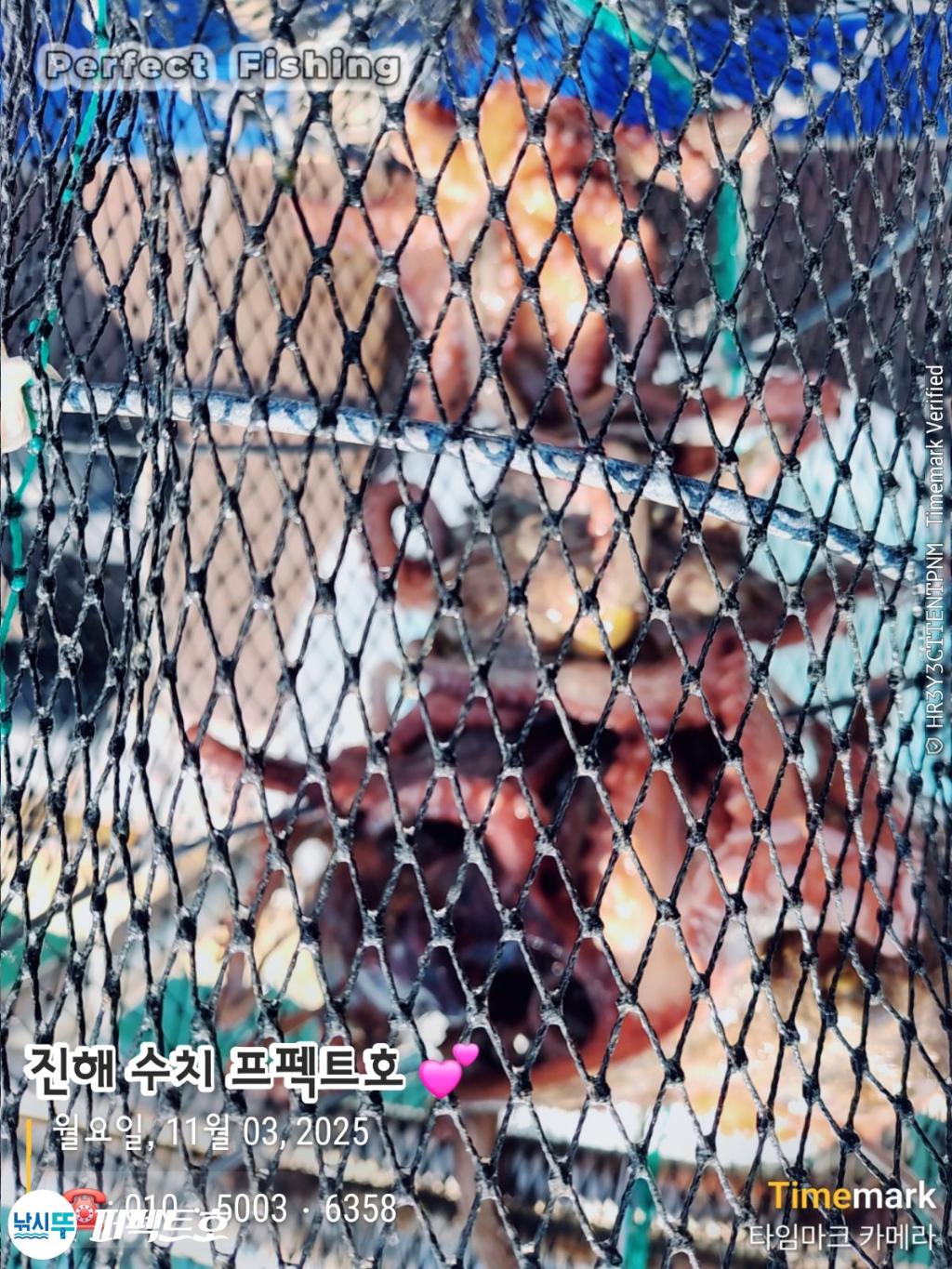 낚시뚜,돌문어,진해 수치마을 방파제,퍼펙트호,낚시뚜20