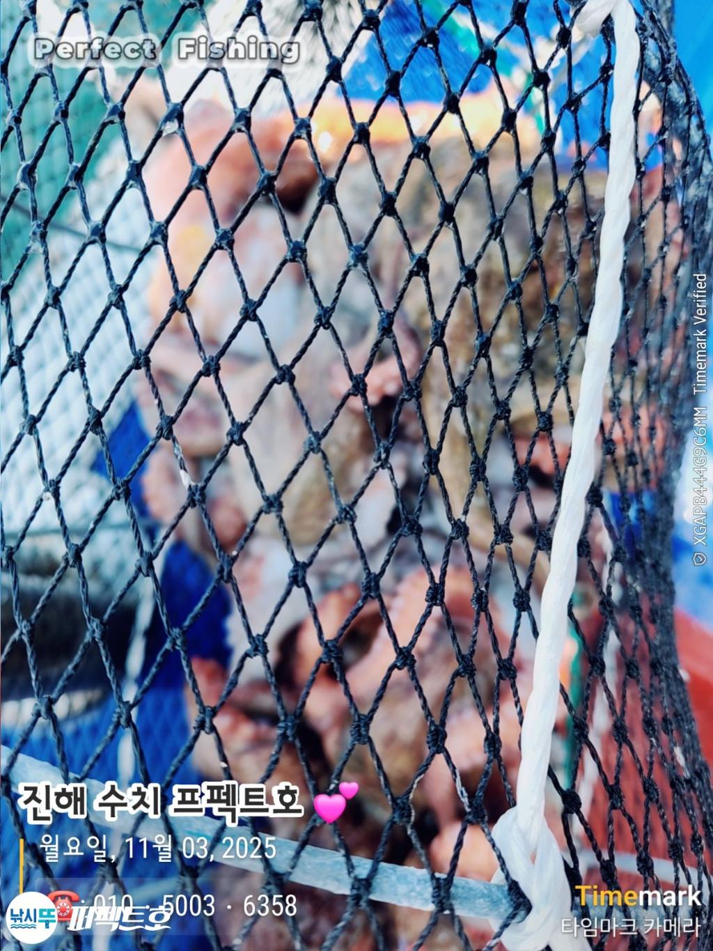 낚시뚜,돌문어,진해 수치마을 방파제,퍼펙트호,낚시뚜18