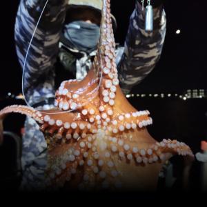 조황, 돌문어~~화 오후2시집결 예약중