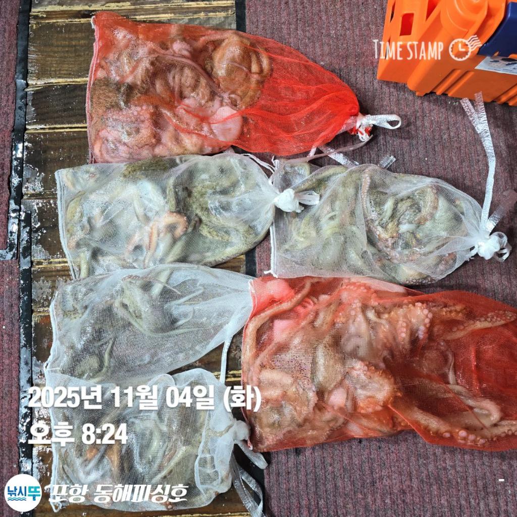 낚시뚜,돌문어,포항(운하관),포항 동해피싱호,낚시뚜6