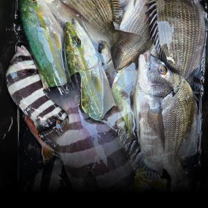 조황, 실전낚시 11월4일 감성돔 참돔 돌돔 다녀왔습니다 