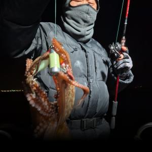 조황, 4일 야간 돌문어 조황 입니다