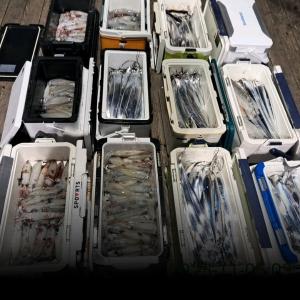 조황, 한치가 계속 터지네요~갈치+한치~(오늘긴급3자리)