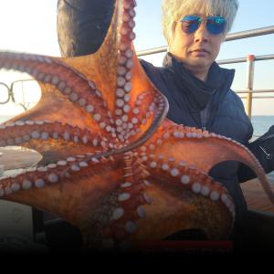 조황, 돌문어~~뜯으러 오세요.수.목 예약중 