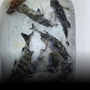 조황, 실전낚시 11월5일  감성돔을 대상으로 다녀왔습니다 