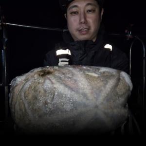 조황, 4일 야간 돌문어 조황 입니다