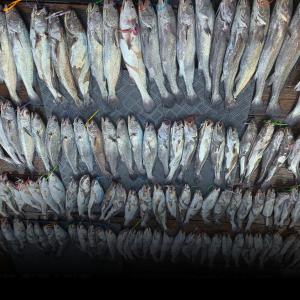 조황, 11월 7일 격포럭키스타 10분 민어 마릿수 대박조황 