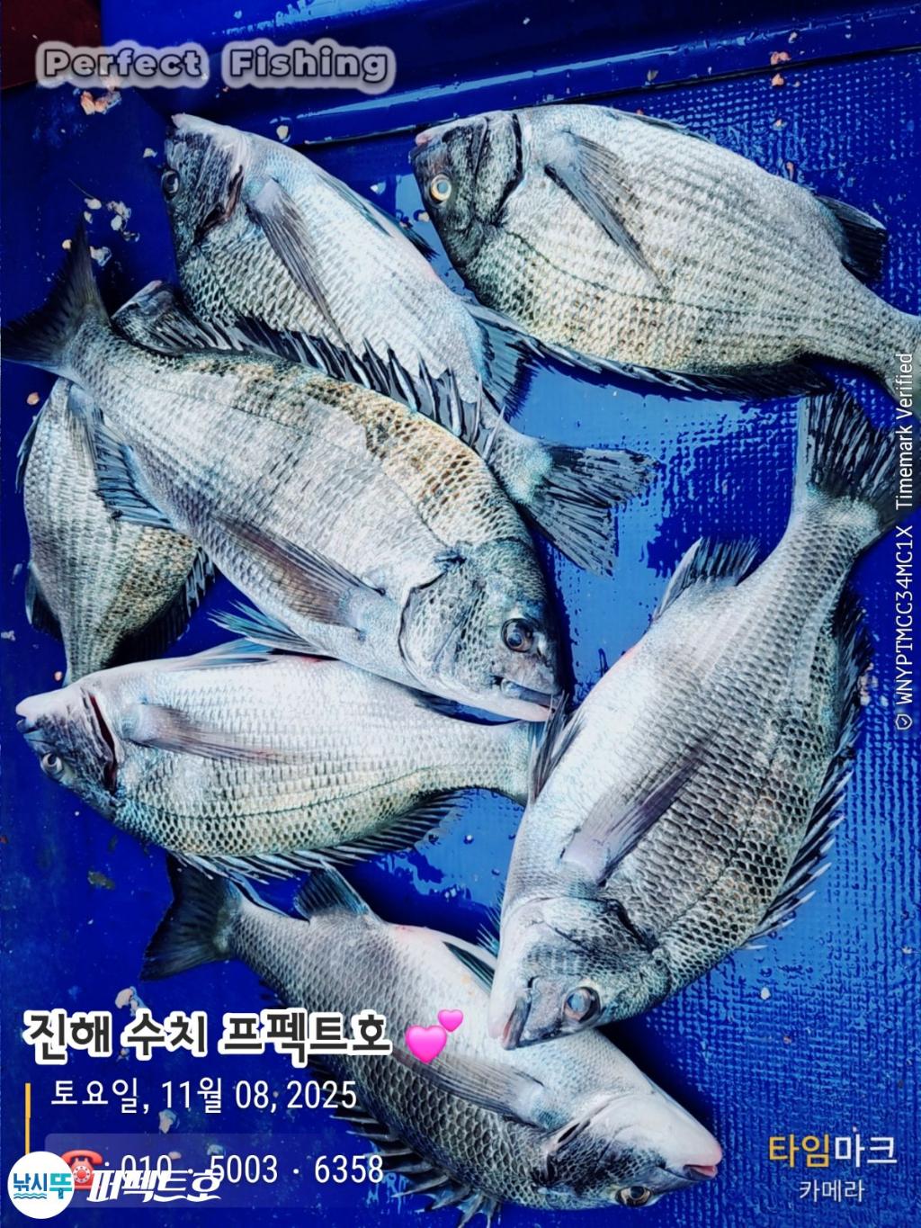 낚시뚜,감성돔,진해 수치마을 방파제,퍼펙트호,낚시뚜2