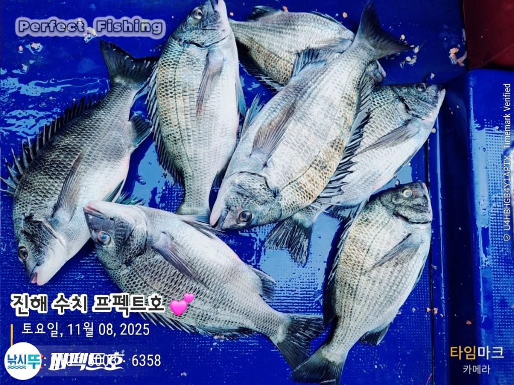 낚시뚜,감성돔,진해 수치마을 방파제,퍼펙트호,낚시뚜1