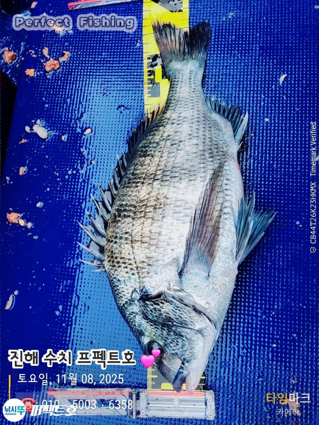 낚시뚜,감성돔,진해 수치마을 방파제,퍼펙트호,낚시뚜0