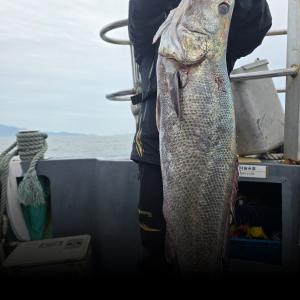 조황, 11월 8일 격포럭키스타 민어 초대박 조황 