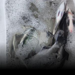 조황, 실전낚시 11월8일 감성돔을 대상으로 다녀왔습니다 