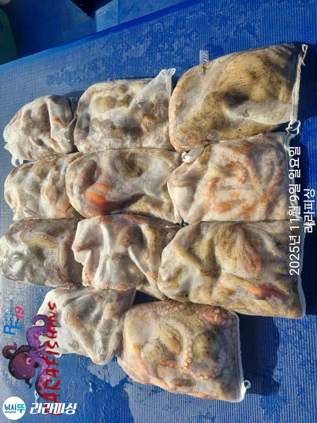 낚시뚜,돌문어,속천항(진해),라라피싱,낚시뚜18