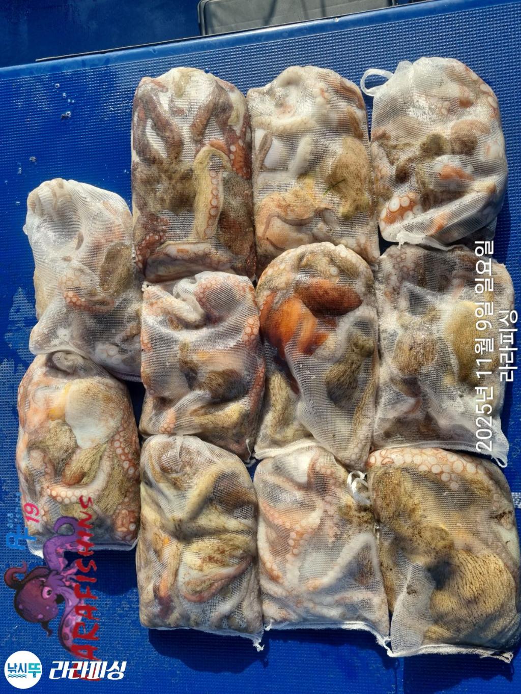 낚시뚜,돌문어,속천항(진해),라라피싱,낚시뚜14