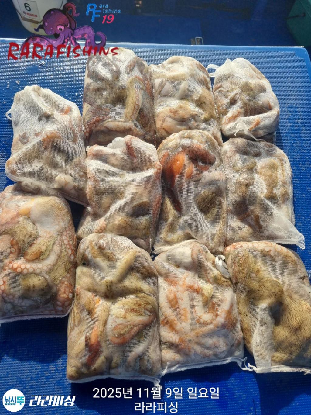 낚시뚜,돌문어,속천항(진해),라라피싱,낚시뚜0