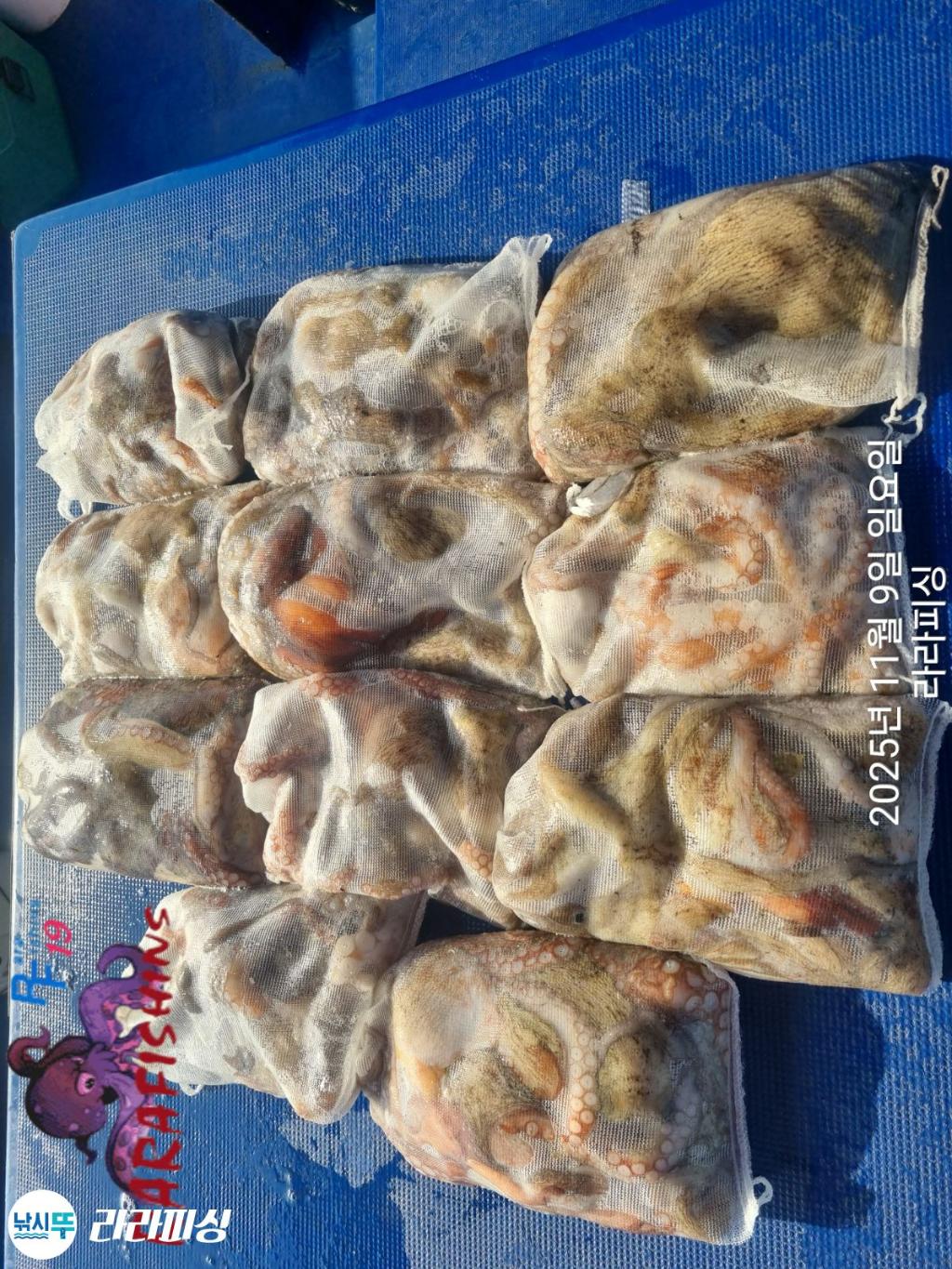 낚시뚜,돌문어,속천항(진해),라라피싱,낚시뚜20