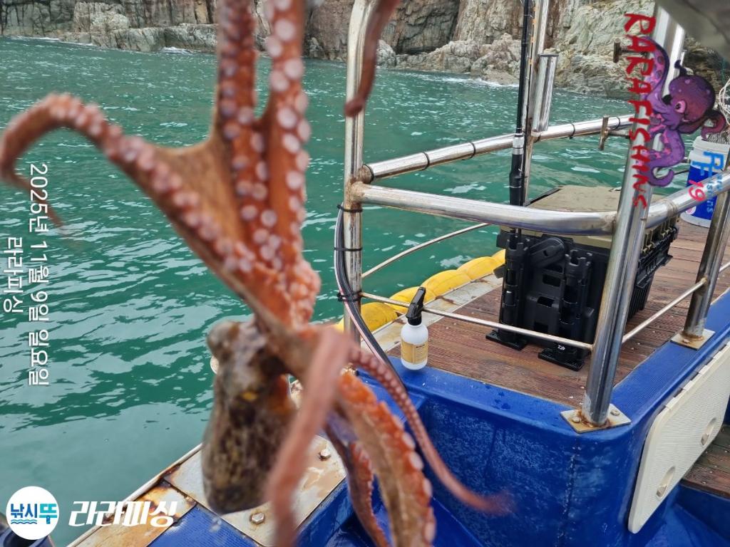 낚시뚜,돌문어,속천항(진해),라라피싱,낚시뚜9