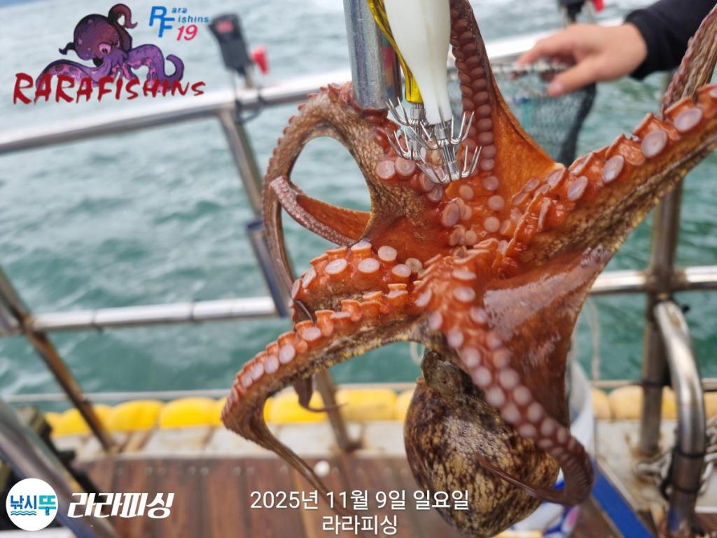 낚시뚜,돌문어,속천항(진해),라라피싱,낚시뚜7