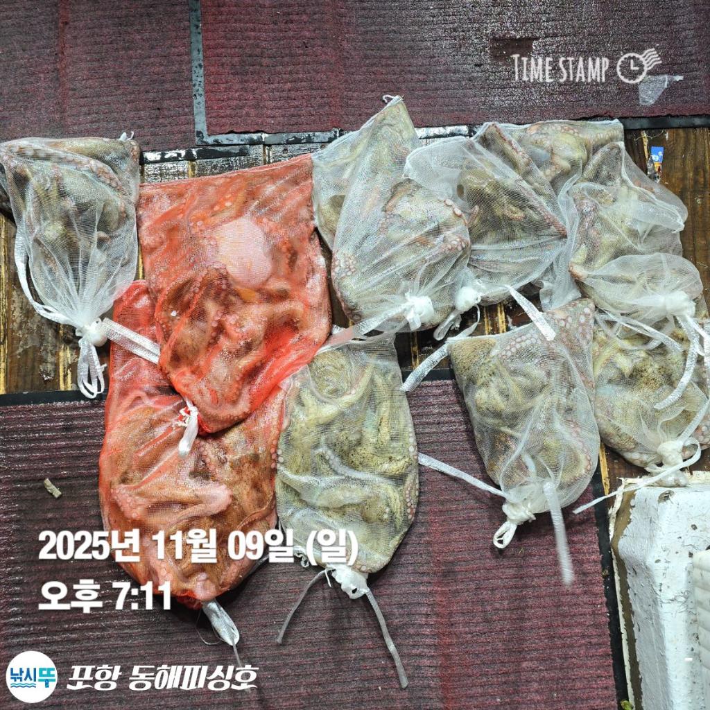 낚시뚜,돌문어,포항(운하관),포항 동해피싱호,낚시뚜21