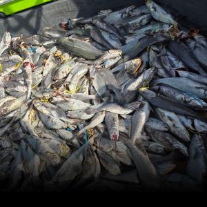 조황, 11월 9일  격포럭키스타  셀수 없는 민어  초대박 조황