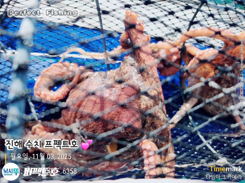 낚시뚜,돌문어,진해 수치마을 방파제,퍼펙트호,낚시뚜22